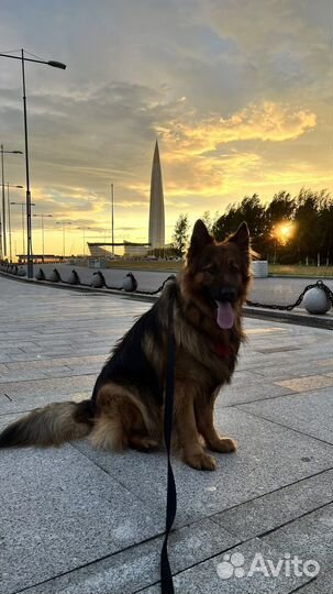 Немецкая овчарка кобель вязка с родословной