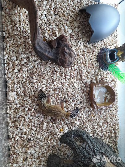 Ящерица эублефар