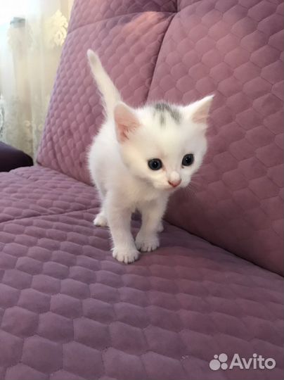 Британские котята