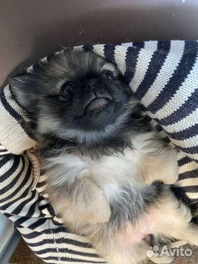 Щенки пекинеса