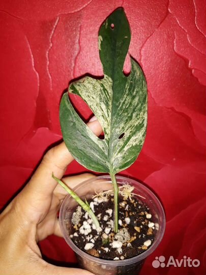 Эпипремнум Пиннатум Марбл Вайт, новинка Вайт Марбл