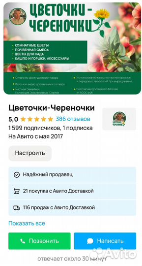 Лизимахия Вербейник монетчатый рассада