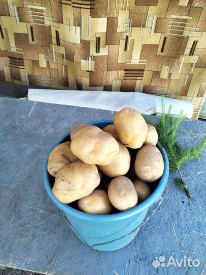 Продажа картофеля