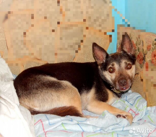 Небольшая добродушная собака из приюта