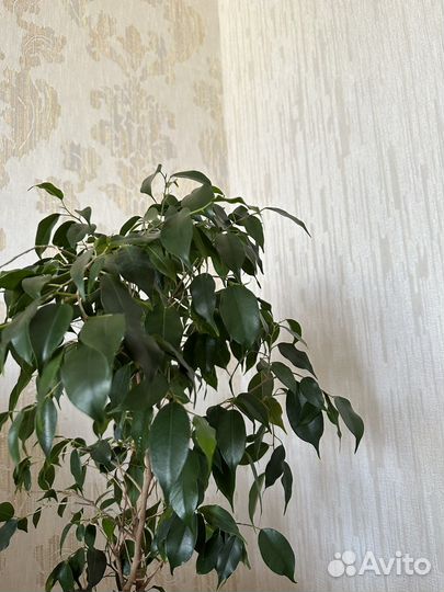 Фикус бенджамина большой