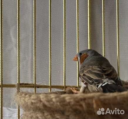 Зебровые амадины