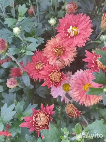 Хризантема садовая (многолетник)