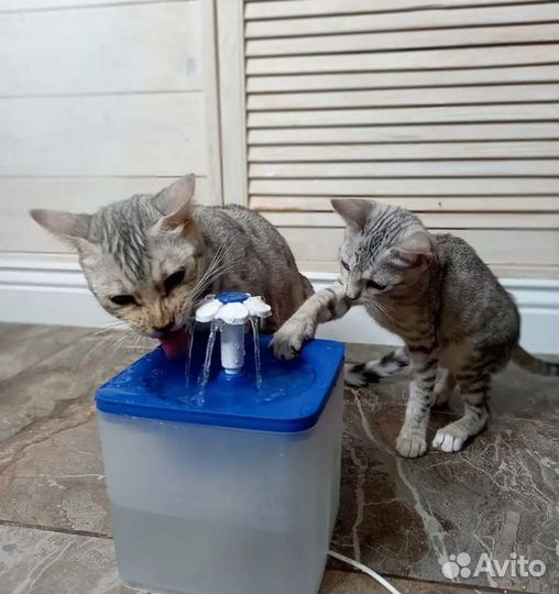 Фонтан поилка для кошек