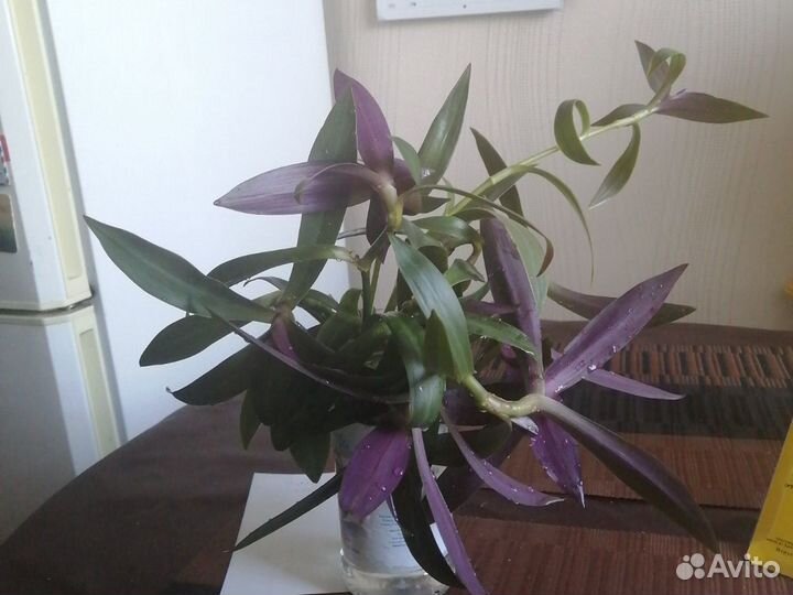 Традесканция зелёная