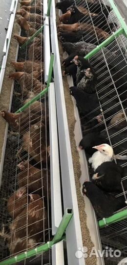 Живая птица