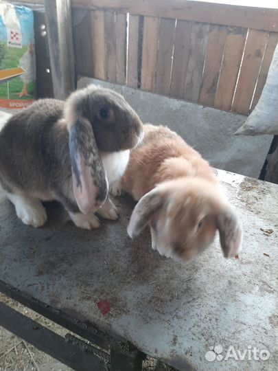 Кролики мясных пород