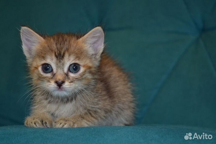 Котёнок девочка в ответственные руки