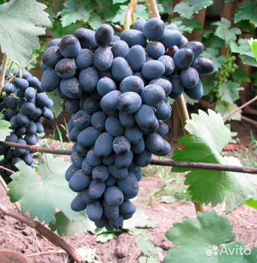 Саженцы винограда