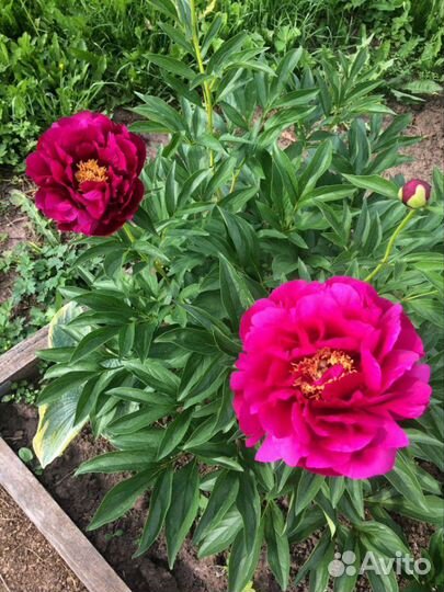 Пион Ann Zahller