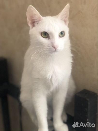 Кошечка Снежа ищет дом