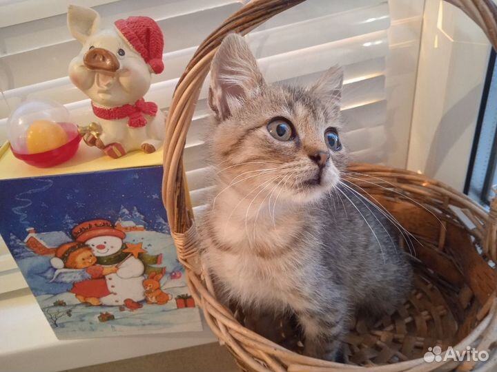 Кошечка 1,5 месяца