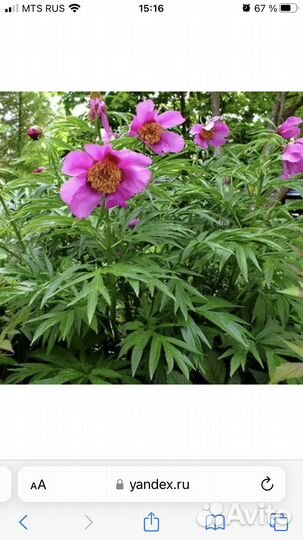 Пион (марьин корень)