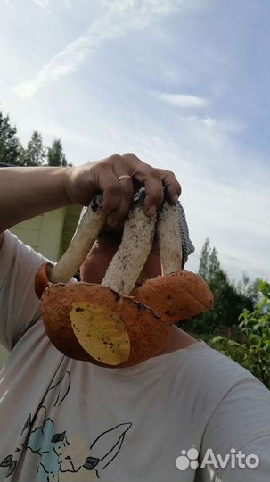 Тибетская малина саженцы 3 шт по цене 1 по25-35см