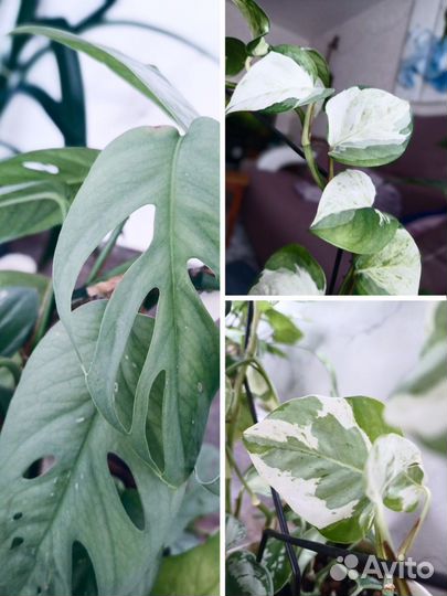 Эпипремнумы Marble Apple, White panther, Cebu Blue