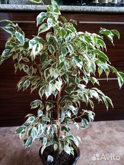 Фикус бенджамина твилайт