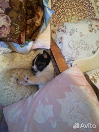 Очень маленькая девочка в добрые руки