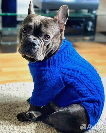 Одежда для собак