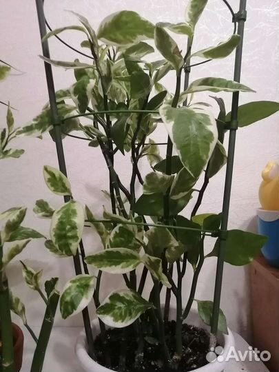 Педилантус и другие разные комнаиные цветы от 50р