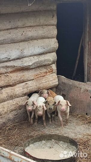 Поросята