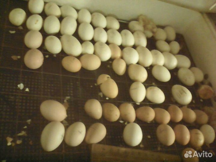Инкубационное яйцо: Утиное, Индюшиное,Куриное