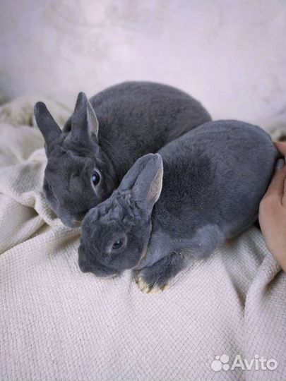 Кролик карликовый рекс