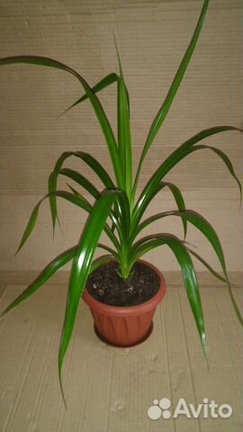 Пальма Панданус