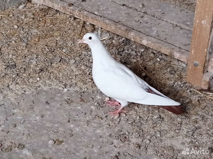 Голуби