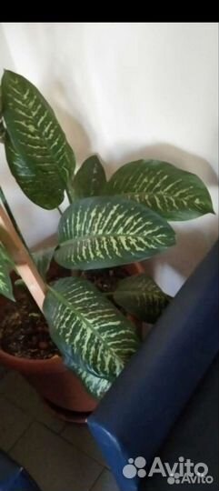 Диффенбахия