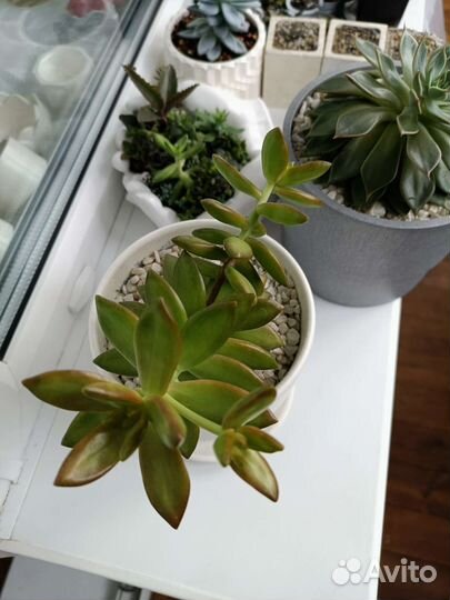 Седум Адольфа