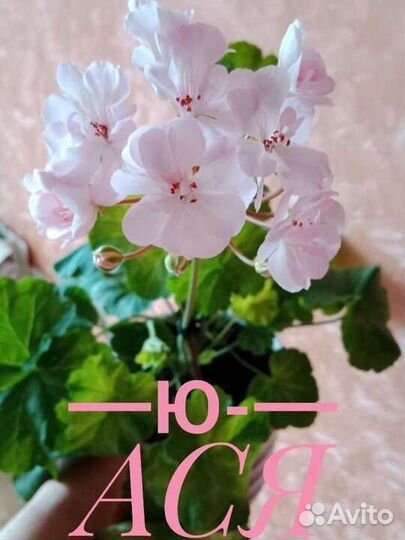 Герань пеларгония