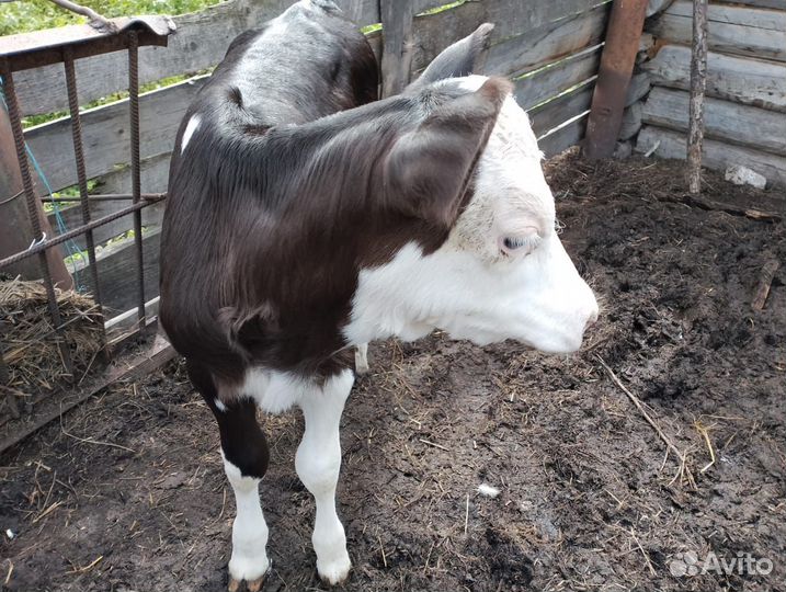 Коровы и телята