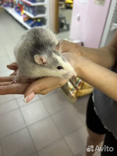 Декоративная крыса