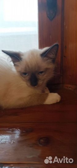 Сиамские котята