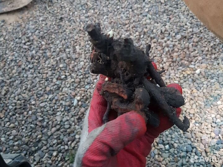 Бартзелла желтый пион ито