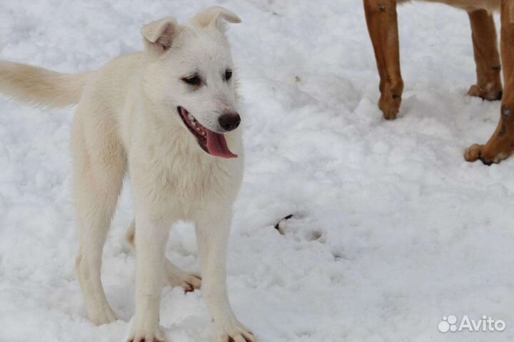 Щенок ищет дом