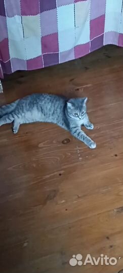 Передержка собак и кошек в домашних условиях