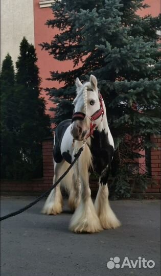 Жеребец тинкер