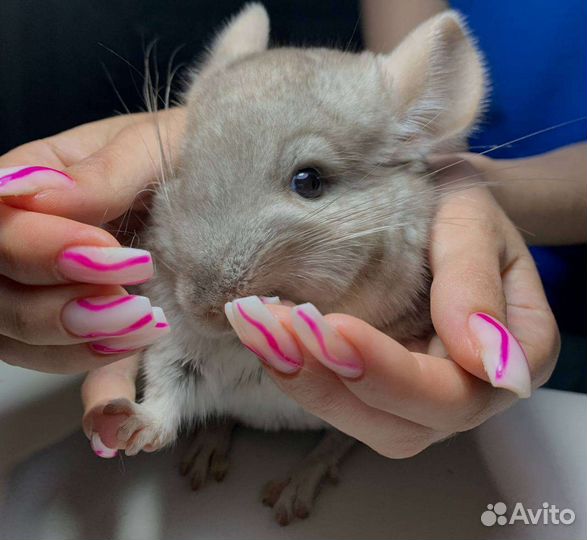 Шиншиллы и клетка для шиншилл бу