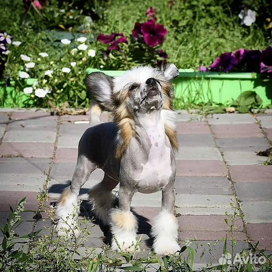 Китайская хохлатая мини