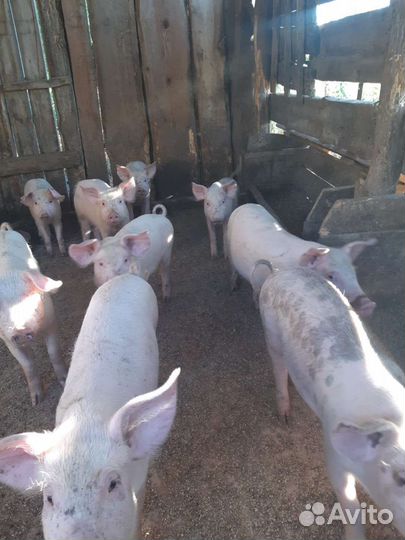 Поросенок ландрас+дюрок