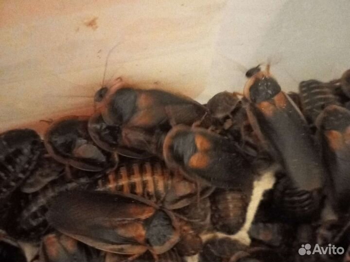 Аргентинский таракан blaptica dubia