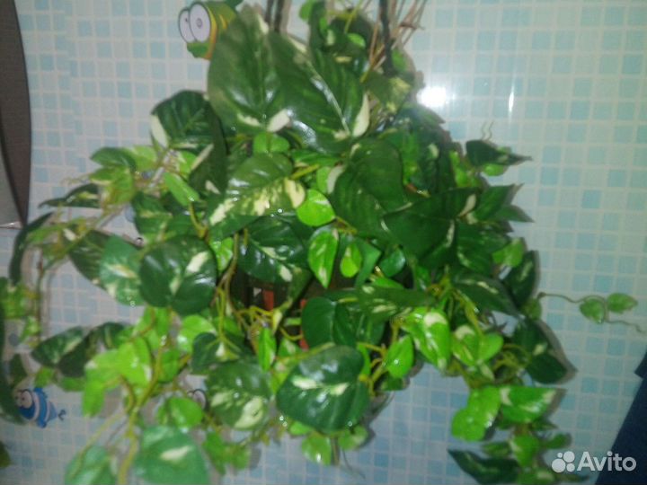 Цветы растения подвес кашпо макраме