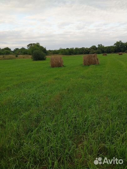 Сено в рулонахкуплю луговое