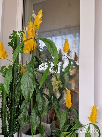 Цветы для интерьера