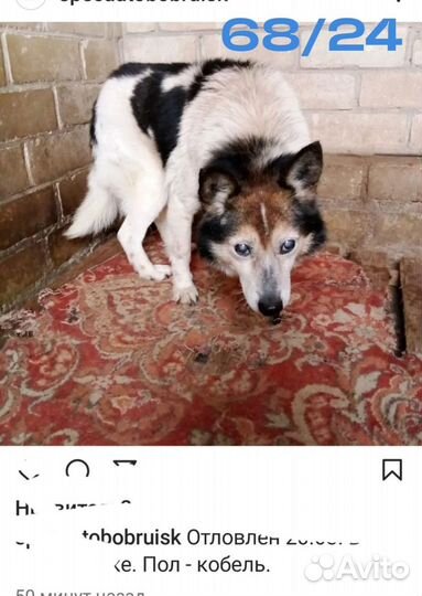 Собака попала в отлов